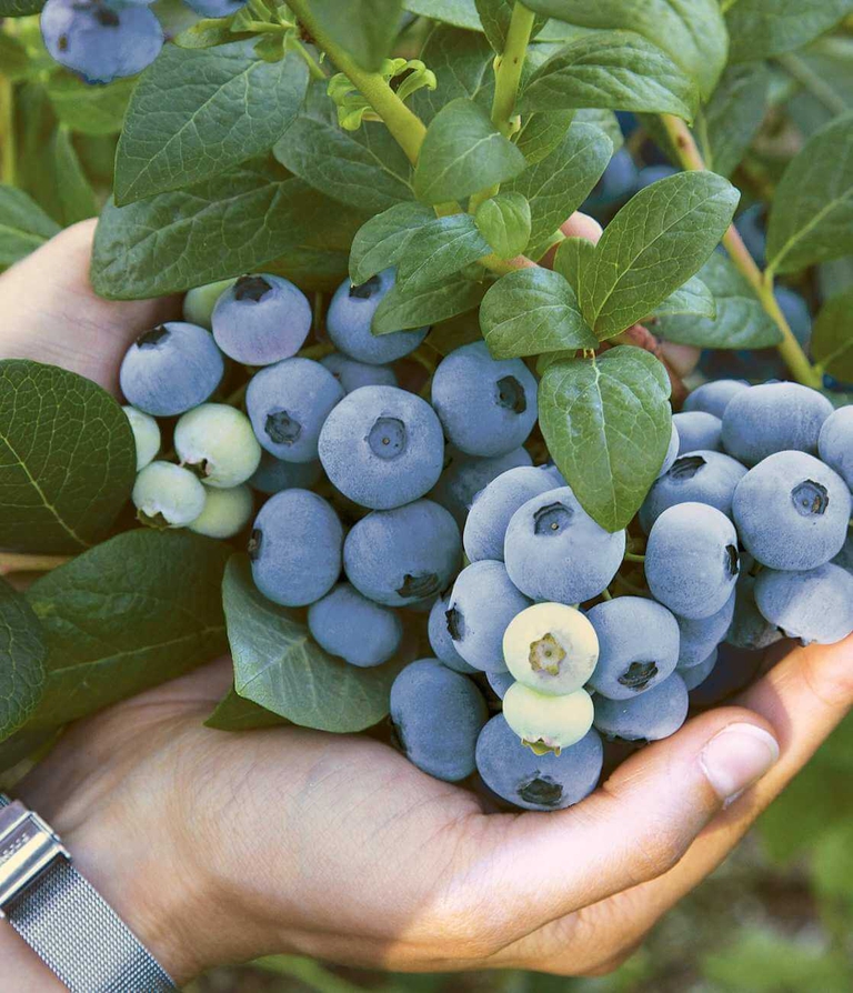 Handful of indigo blue Bennett Blueberries on a loaded blueberry bush. 